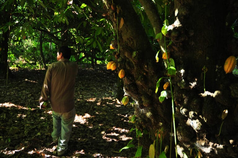 Original Beans Beni Wild Bolivia The Chocolate Shop