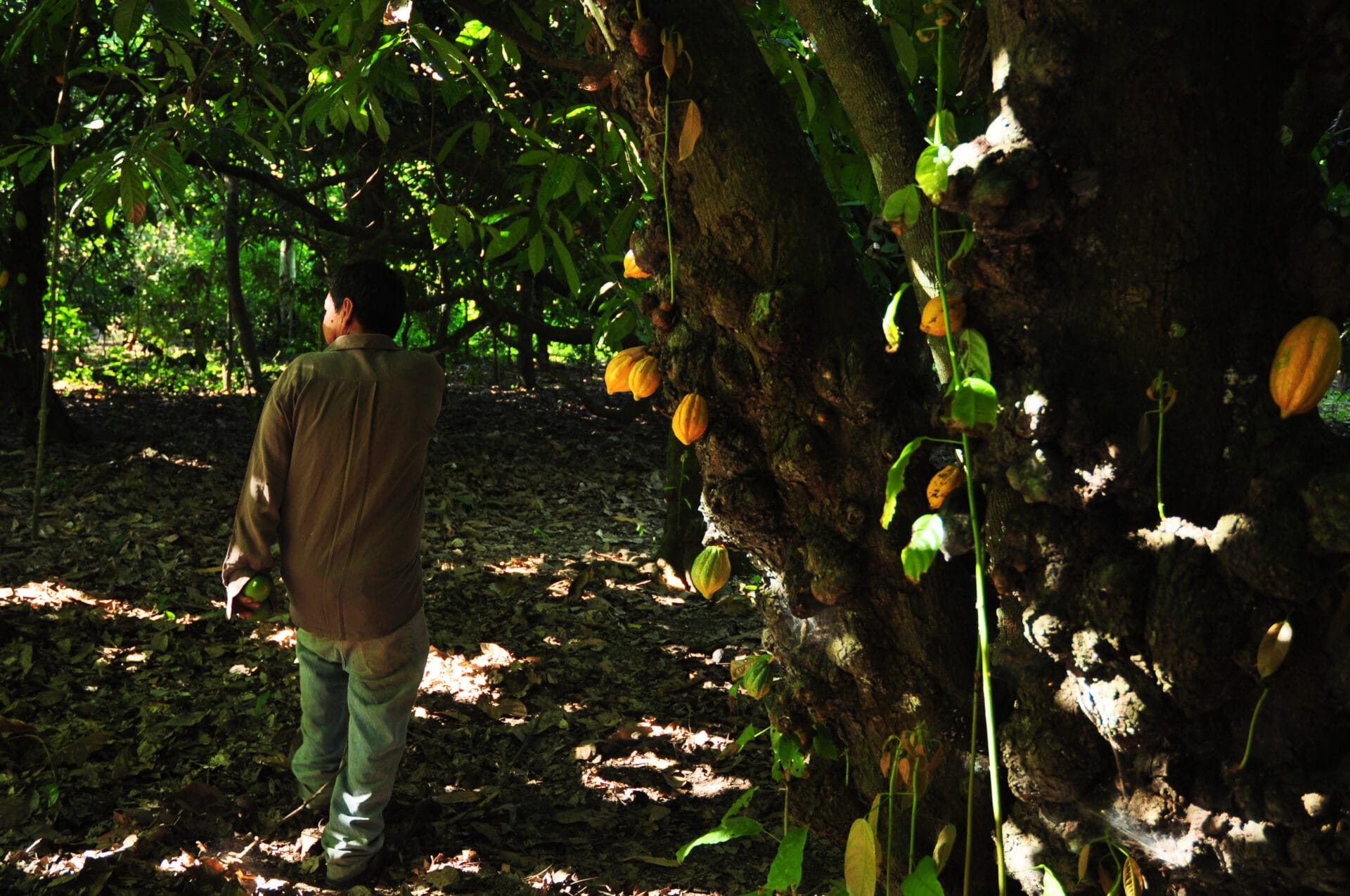 Original Beans Beni Wild Bolivia The Chocolate Shop